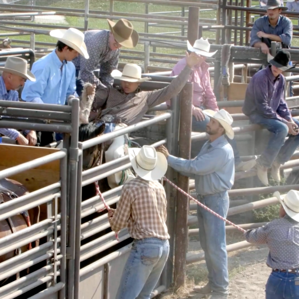 calgary stampede